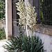 20110606 5101RAw [F] Yucca-Palme [Beaucaire]