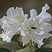 20110424 1323RAw [D-PB] Rhododendron, Insekt