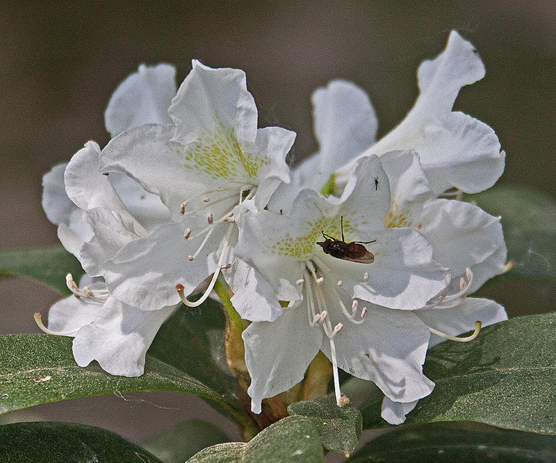 20110424 1323RAw [D-PB] Rhododendron, Insekt
