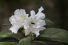 20110424 1322RAw [D-PB] Rhododendron, Insekt