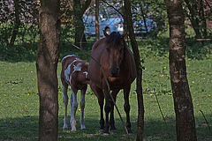 20110424 1321RAw [D-PB] Pferd