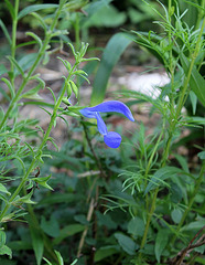 Salvia patens Blue Angel