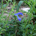 Salvia patens Blue Angel