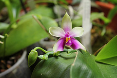Phalaenopsis bellina (violacea borneo)