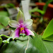 Phalaenopsis bellina (violacea borneo)