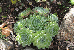 Sempervivum hybride vert