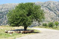sheep under a tree