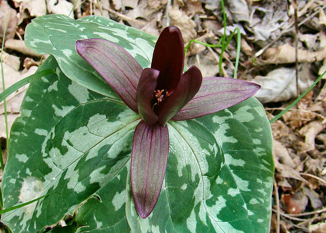 Sessile Flowered Trillium
