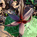 Sessile Flowered Trillium