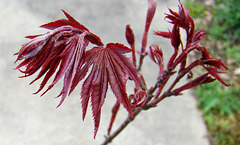 Japanese Maple Leafing Out