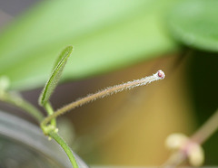 Pédoncule sur Hoya serpens