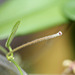 Pédoncule sur Hoya serpens