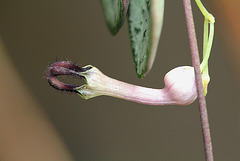 Ceropegia linearis ssp woodii 4