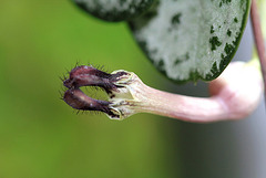 Ceropegia linearis ssp woodi 6
