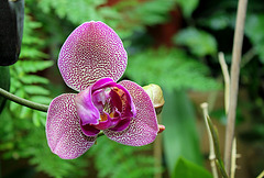 Phalaenopsis hybride pélorique