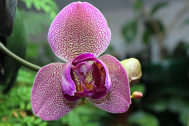Phalaenopsis hybride pélorique 2