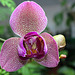 Phalaenopsis hybride pélorique 2