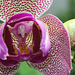 Phalaenopsis hybride pélorique 3