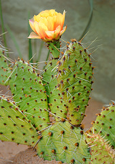 Cactus fleuri