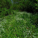 Bottomland Meadow Path