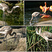 Zoo Dresden - Junge Flamingos
