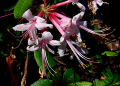 Azalea canescens - Varnadoe's pink