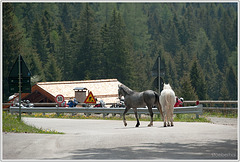 Loose horses at Manghen pass