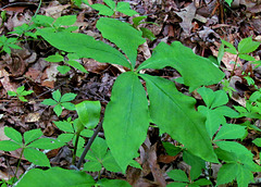 Southern Jack-in-the-pulpit