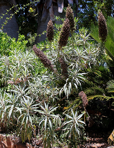 Echium Echium