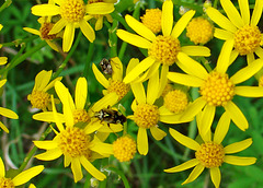 Tarnished Plant Bug on Golden Ragwort