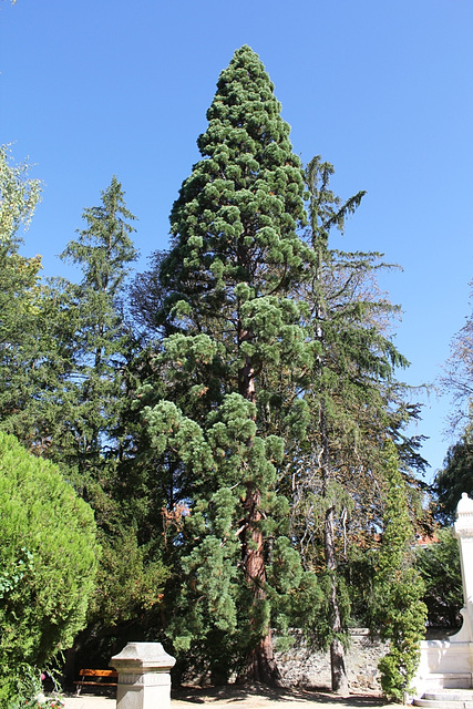 Sequoïa