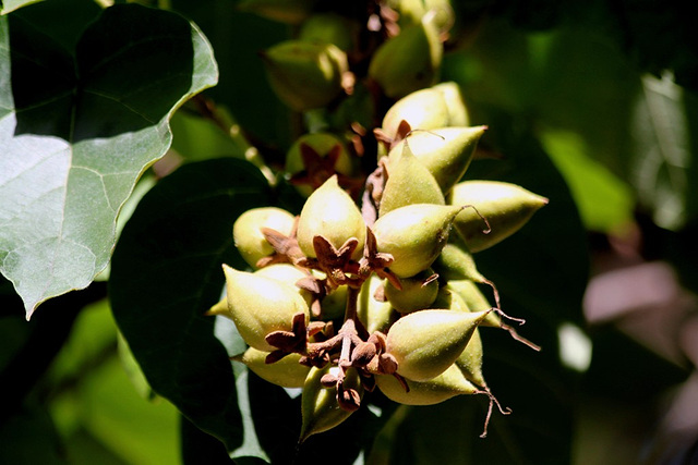 Paulownia -fruits