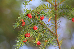 If- Taxus baccata