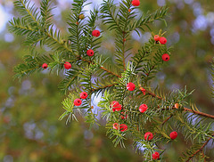 If- Taxus baccata (2)