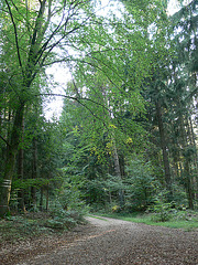 Waldweg bei den Drei-Kreuz