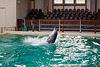 20111210 6996RAw [D~MS] Delfin, Zoo, Münster