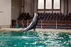 20111210 6995RAw [D~MS] Delfin, Zoo, Münster