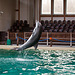 20111210 6995RAw [D~MS] Delfin, Zoo, Münster