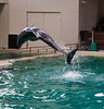 20111210 6994RAw [D~MS] Delfin, Zoo, Münster