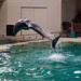 20111210 6994RAw [D~MS] Delfin, Zoo, Münster