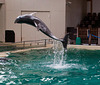 20111210 6993RAw [D~MS] Delfin, Zoo, Münster