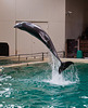 20111210 6992RAw [D~MS] Delfin, Zoo, Münster