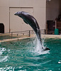 20111210 6991RAw [D~MS] Delfin, Zoo, Münster
