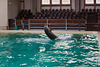 20111210 6987RAw [D~MS] Delfin, Zoo, Münster