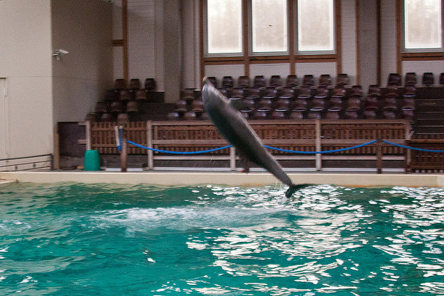 20111210 6986RAw [D~MS] Delfin, Zoo, Münster