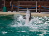 20111210 6983RAw [D~MS] Delfin, Zoo, Münster