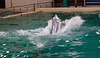 20111210 6980RAw [D~MS] Delfin, Zoo, Münster