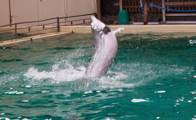 20111210 6979RAw [D~MS] Delfin, Zoo, Münster