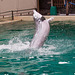 20111210 6979RAw [D~MS] Delfin, Zoo, Münster