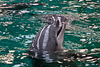 20111210 6971RAw [D~MS] Delfin, Zoo, Münster